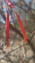 Fouquieria macdougalii