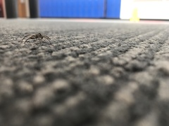 Artoriopsis expolita