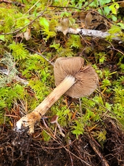 Cortinarius glaucocephalus