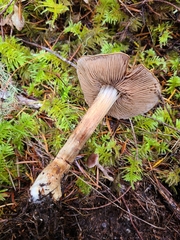 Cortinarius glaucocephalus