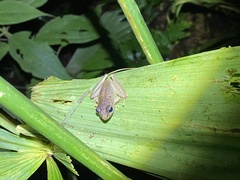 Craugastor crassidigitus