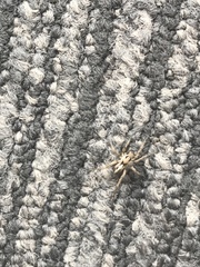 Artoriopsis expolita