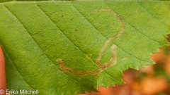 Agromyza alnibetulae