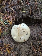 Lactarius pallidiolivaceus