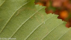 Agromyza alnibetulae