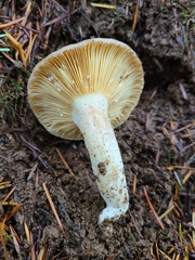 Lactarius pallidiolivaceus
