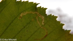 Agromyza alnibetulae