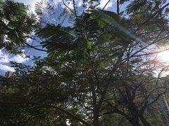 Delonix regia