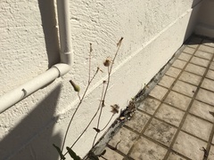 Magnoliopsida