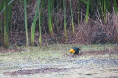 Chrysomus icterocephalus