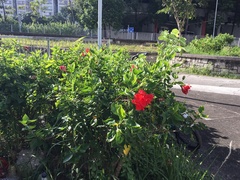 Hibiscus rosa-sinensis