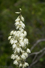 Yucca reverchonii