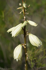 Yucca reverchonii