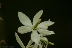 Yucca reverchonii