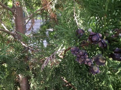 Cupressoideae
