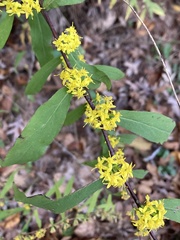 Solidago caesia caesia