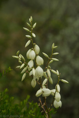 Yucca reverchonii