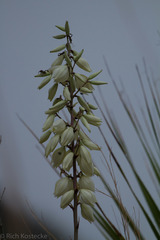 Yucca reverchonii