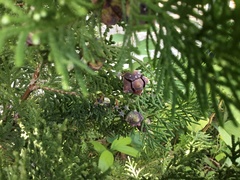 Cupressoideae