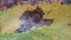 Cameraria betulivora