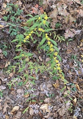 Solidago caesia caesia
