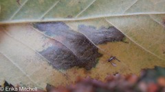 Cameraria betulivora