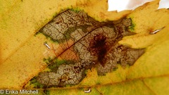 Cameraria betulivora