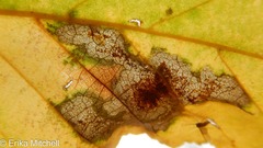 Cameraria betulivora