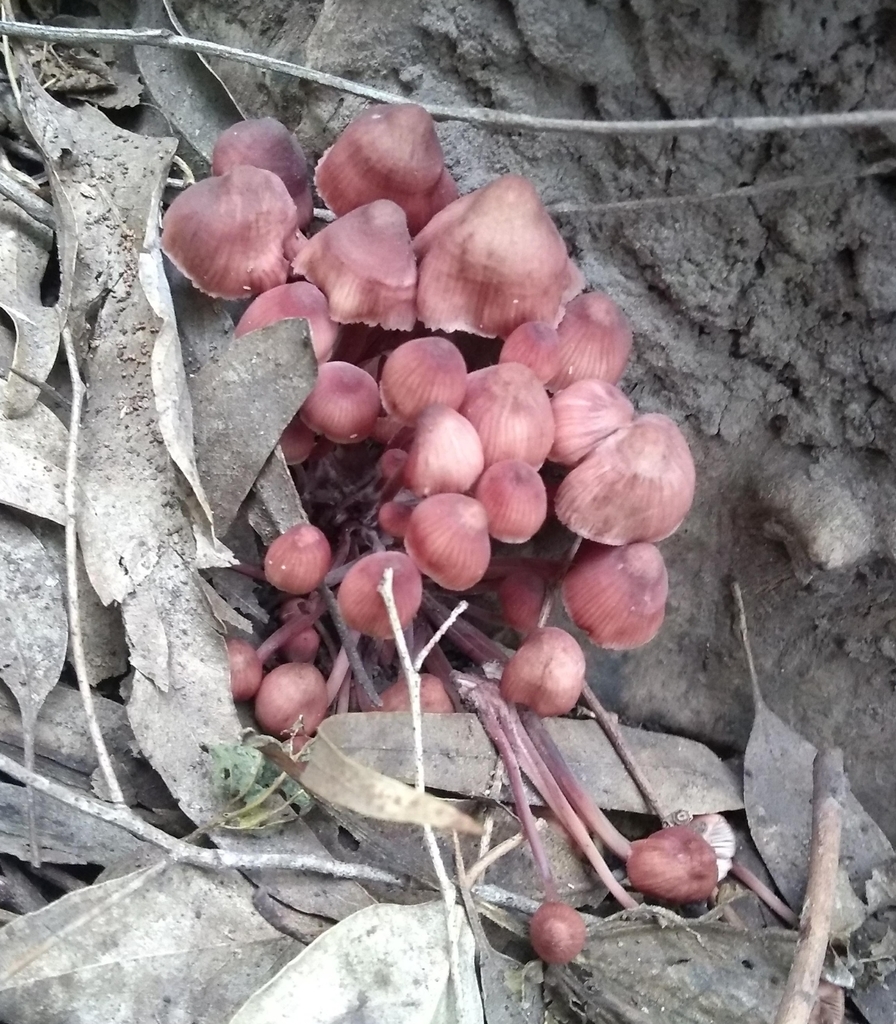 Mycena haematopus · June 2019 · photo: © seba_fornes (iNaturalist, cc-by)