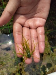 Chaetomorpha antennina