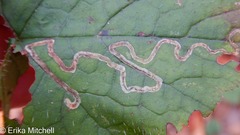 Phytomyza tigris