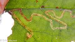 Phytomyza tigris