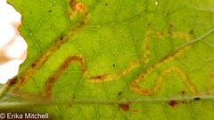 Phytomyza tigris