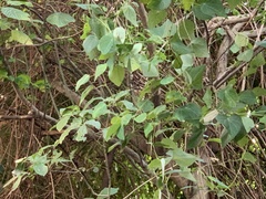 Mallotus repandus