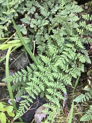 Cheilanthes hypoleuca