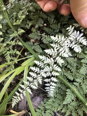 Cheilanthes hypoleuca