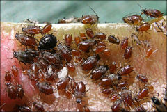 Brachycaudus persicae