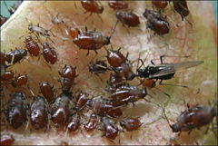 Brachycaudus persicae