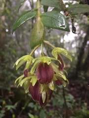 Epidendrum megalospathum