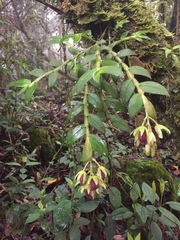 Epidendrum megalospathum