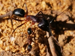 Camponotus barbaricus