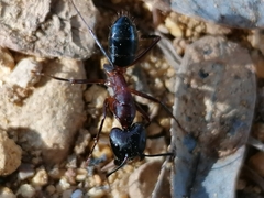 Camponotus barbaricus