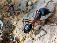 Camponotus barbaricus