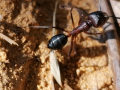 Camponotus barbaricus