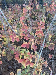 Rhus aromatica aromatica