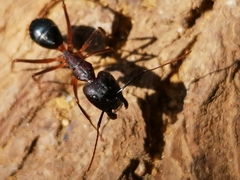 Camponotus barbaricus