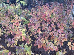 Rhus aromatica aromatica