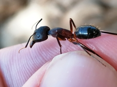 Camponotus barbaricus