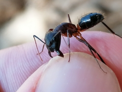 Camponotus barbaricus