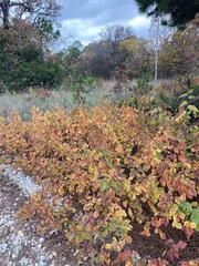 Rhus aromatica aromatica